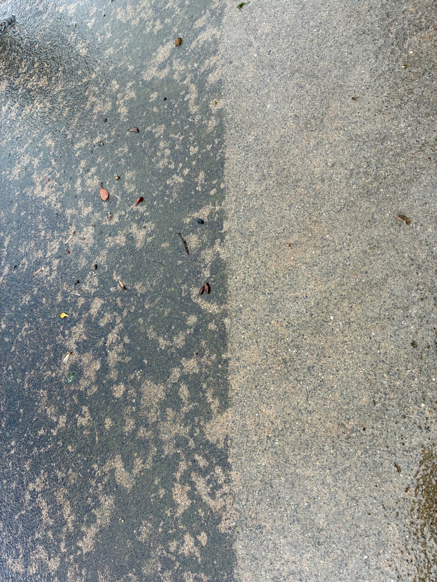 Driveway and walkway surface after professional cleaning